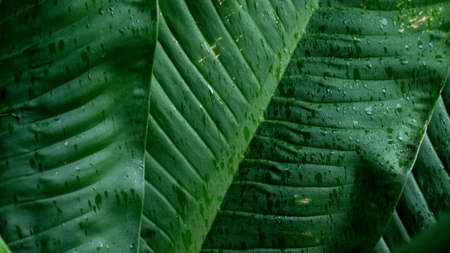 Tropical leaves with raindrops