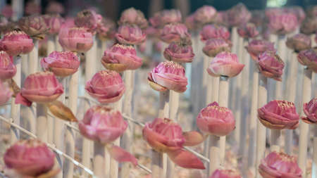 Pink lotuses decorations の写真素材