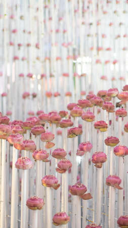 Pink lotuses decorations 
