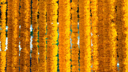 Arranged American Marigold roomの写真素材