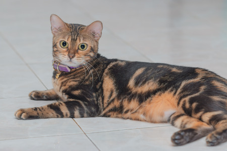 Bengal cat lying down on the gray backgroundの写真素材