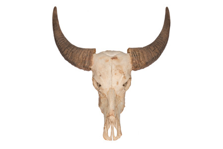 The skull of Bubalus arnee forest in Thailand.の写真素材