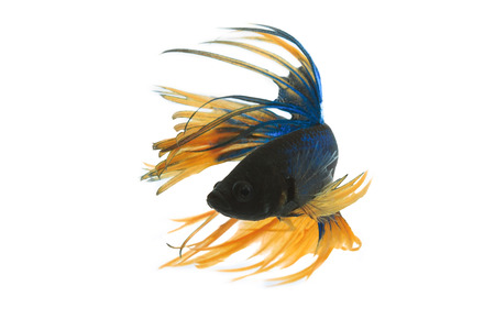 fighting fish , betta splenden, siamese fighting fish  isolated on whiteの写真素材