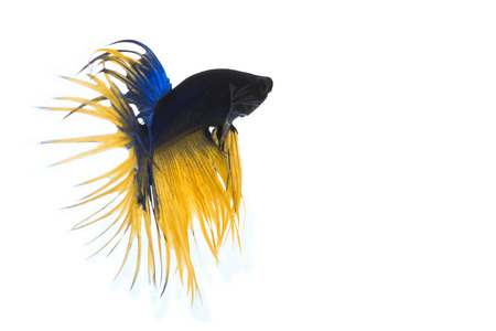 fighting fish , betta splenden, siamese fighting fish  isolated on whiteの写真素材
