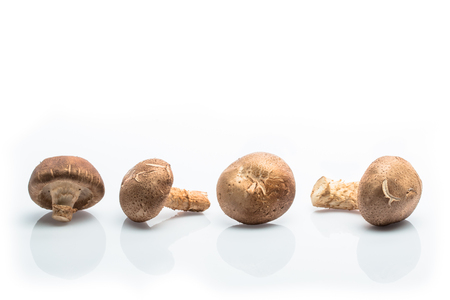 fresh Shiitake mushrooms isolated on white backgroundの写真素材