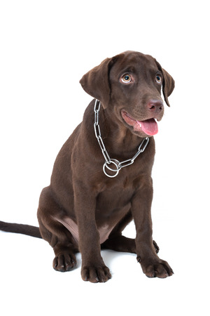 Chocolate labrador puppy on a brown backgroundの写真素材