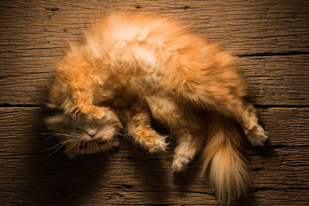 The Persian cat teasing gestures on old wooden tableの写真素材