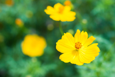 Beautiful yellow cosmos Flower