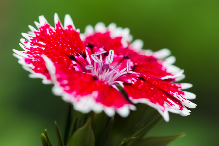 macro closeup beautiful Pink flowerの写真素材