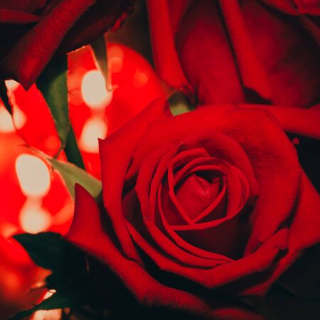 Red rose for Valentines Day background