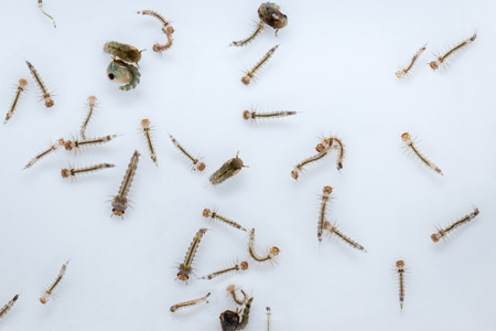 mosquito larva contagion Zika Virus and Dengueの写真素材