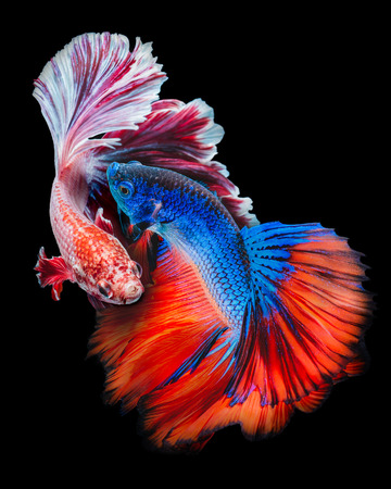 Betta fish, siamese fighting fish, betta splendens  isolated on black backgroundの写真素材