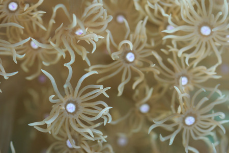 sea coral , anemone. Coral Reef Life. macro closeup