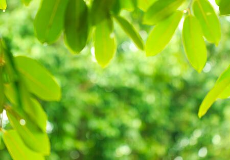 abstract blur of natural backgroundの写真素材