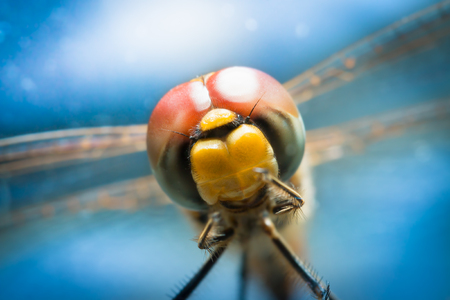 Dragonfly on blue background. Macro photo of natureの写真素材