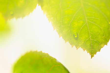 Green leaf with water drops and copy space beautiful light. closeup macro photo