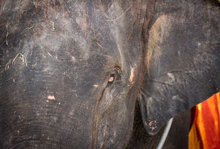 elephant eyes closeup photoの写真素材