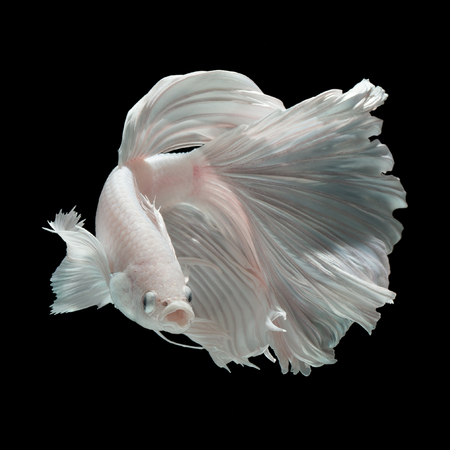 Betta fish, siamese fighting fish "half-breed between Half moon and Elephant ear fins" isolated on black background beautiful movement macro photoの写真素材