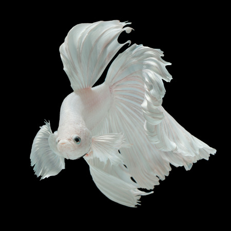 Betta fish, siamese fighting fish "half-breed between Half moon and Elephant ear fins" isolated on black background beautiful movement macro photoの写真素材