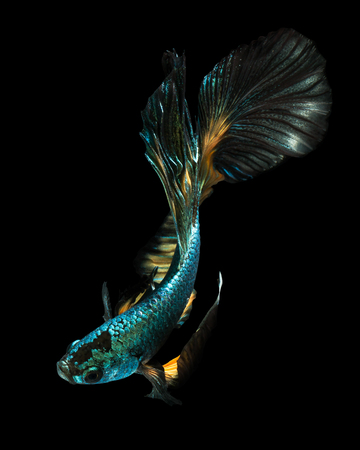 betta fish, fighting fish , siamese fighting fish. "Half moon" isolated on black backgroundの写真素材
