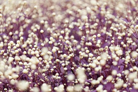 Purple heather for backgroundの写真素材