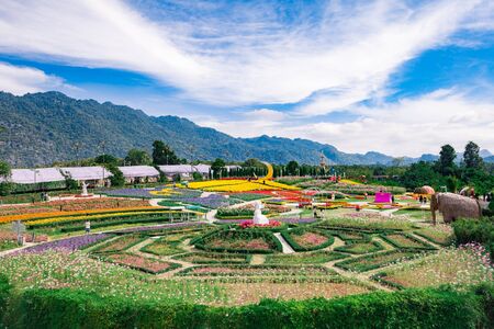 Flower garden in Thailandの写真素材