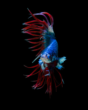 Betta fish, siamese fighting fish Crowntails isolated on black background beautiful movement macro...