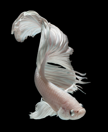 Betta fish, siamese fighting fish "half moon" isolated on black background beautiful movement macro photoの写真素材