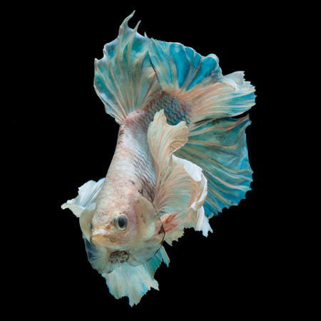 close up betta fish, siamese fighting fish isolated on black backgroundの写真素材