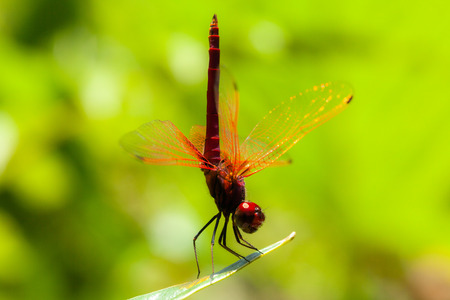 colourful dragonfly Macro photo of nature