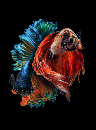 Fine Art Siamese fighting fish, Betta fish, Betta splendens "Half moon VS Crown tail"の写真素材