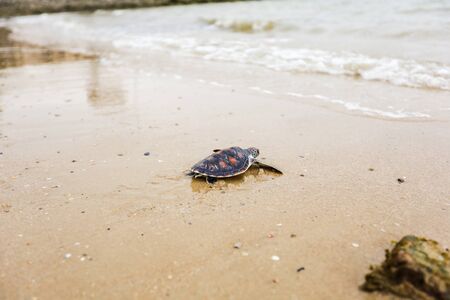 Helping and conserving sea turtles for release to nature.