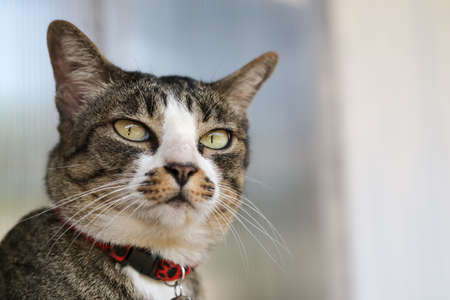 Portrait of short hair cat with copy space.の写真素材