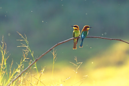 Chestnut-headed Bee-eater birds on the tree in the natural forestの写真素材