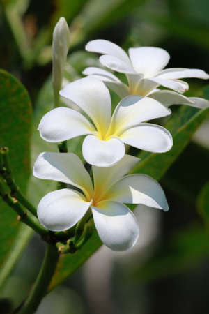 Frangipani, Plumeria, Temple Tree, Graveyard Tree Flowers in summer.の写真素材