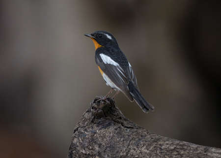 Mugimaki Flycatcher birds on the tree in the natural forestの写真素材