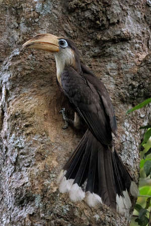 Tickell's brown hornbill birds on the tree in the natural forest.