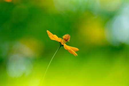 colorful flowers in summer high quality photos.