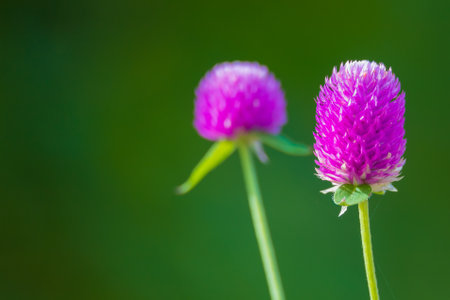 colorful flowers in summer high quality photos.の写真素材