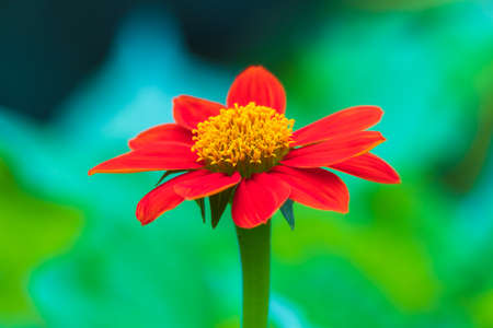 colorful flowers in summer high quality photos.の写真素材
