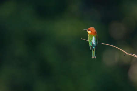 Chestnut-headed Bee-eater birds on the tree in the natural forest