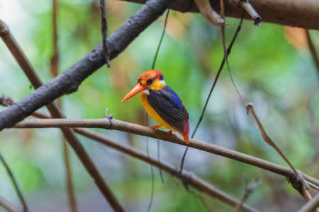 Black-backed Dwarf-Kingfisher on the bamboo tree in the natural forest.
