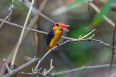 Black-backed Dwarf-Kingfisher on the bamboo tree in the natural forest.の写真素材