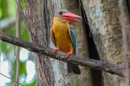 Stork-billed Kingfisher birds on the tree in the natural forest