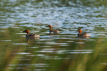 Little grebe Ducks swim in the natural pond.