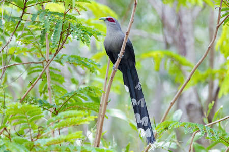 Green-billed malkoha on the tree in the natural background.の写真素材