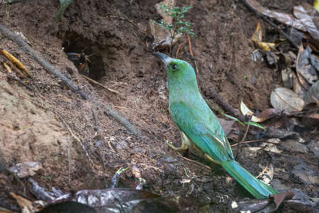 Blue-bearded Bee-eater birds are feeding the young in the hollow.の写真素材
