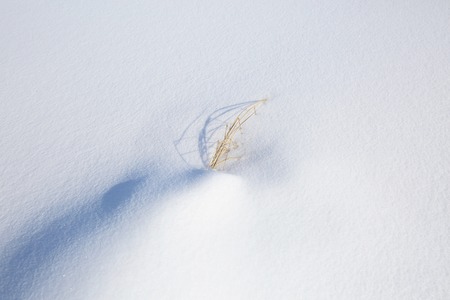 Grass in the snow. 2の写真素材