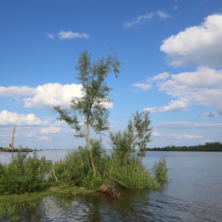 Shrub on the bank of the river.
