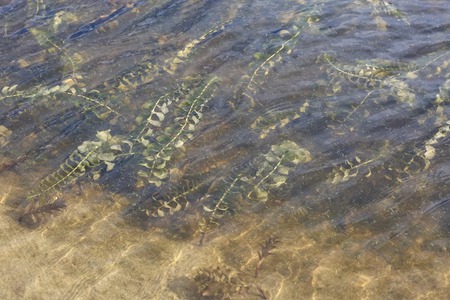 Algae in the river.の写真素材
